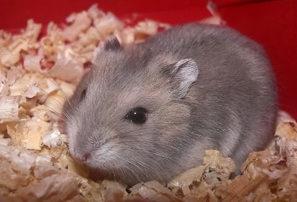 纯新手如何玩lol,纯新手如何玩剑3手游