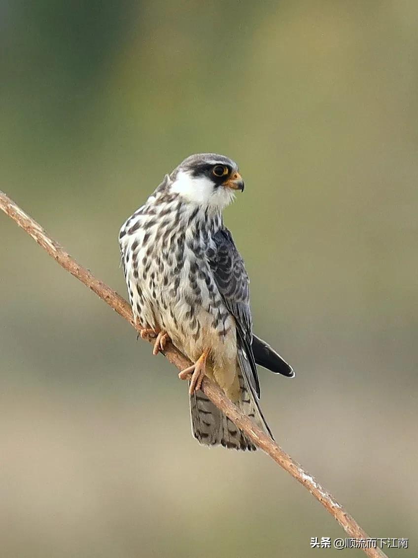 红脚隼叫声,红脚隼