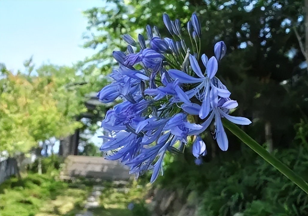 推荐几种颜值高又好养的室内花卉,8种容易开花又好养的庭院花卉
