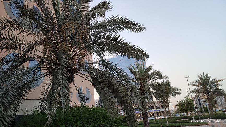 迪拜适合养什么植物,迪拜常见花草