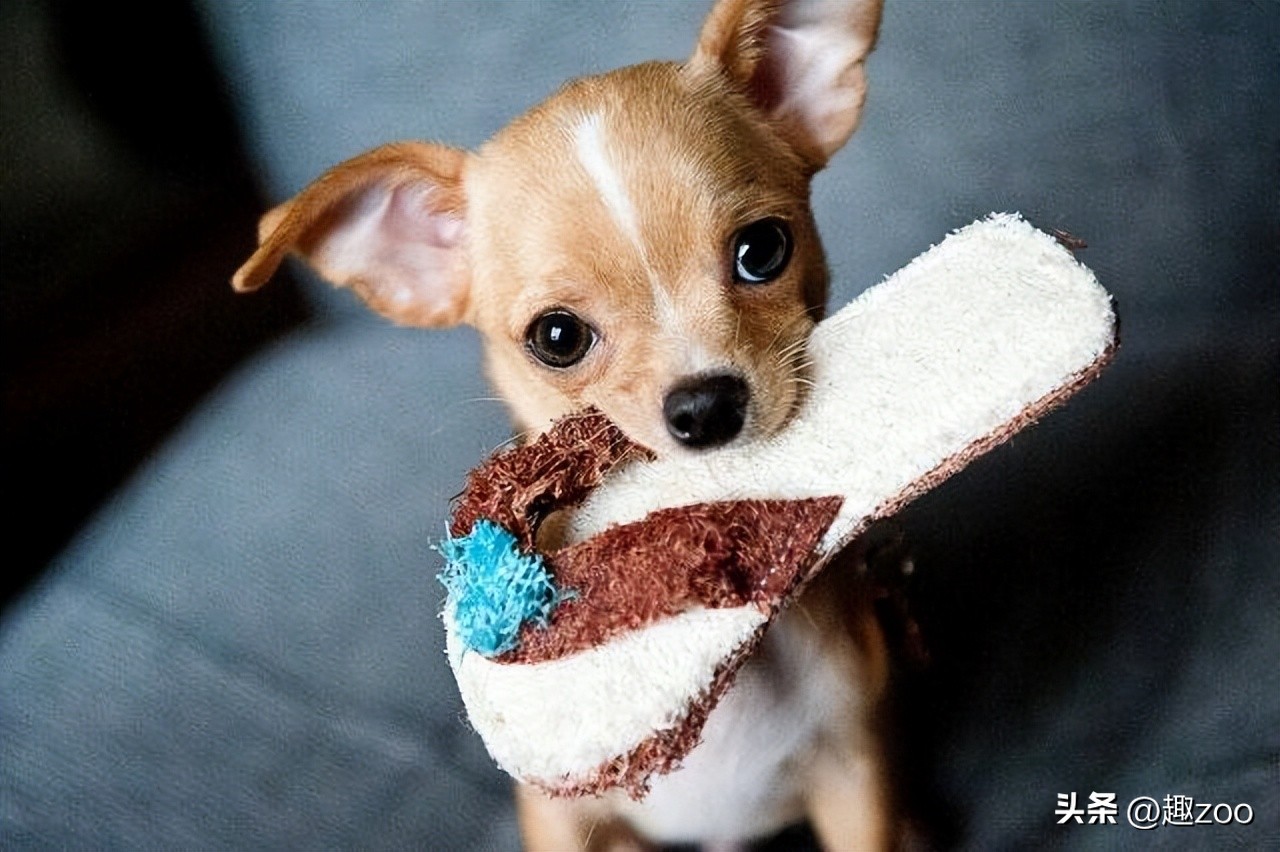 十大适合家养的宠物狗排名,十大好养的宠物狗