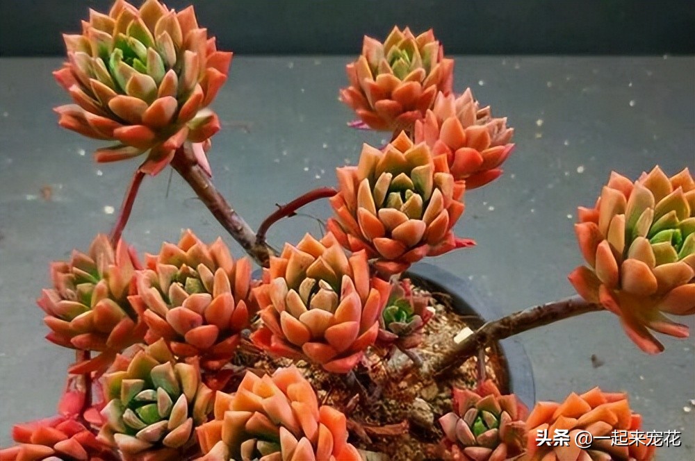 马库斯多肉夏天怎么上盆,多肉马库斯小老桩