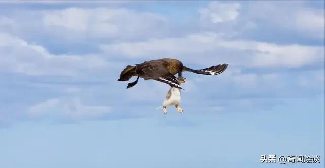 鬣狗捕食动物图片,鬣狗捕杀巨蟒