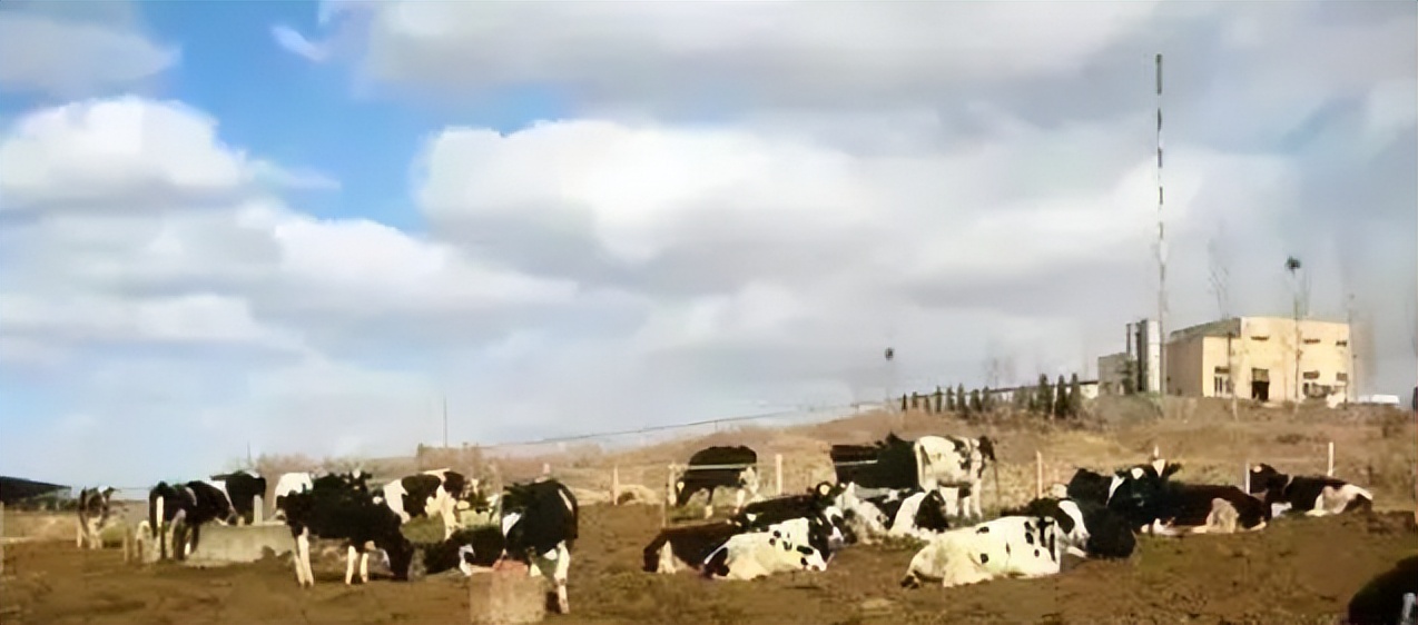 日本人山东租1500亩地的故事 (2006年日本人在山东租50亩地)