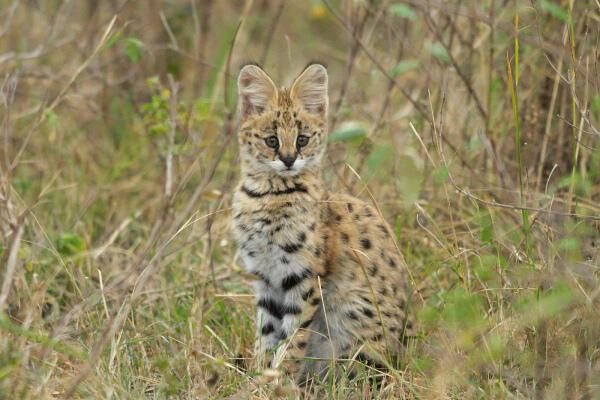 野生保护动物领养,野生小动物领养