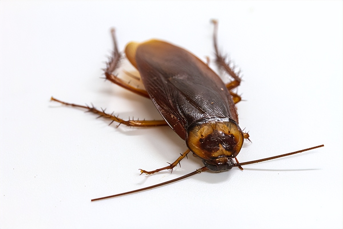 厨房有蟑螂怎样才能彻底消灭干净,房子蟑螂多怎么能消灭干净