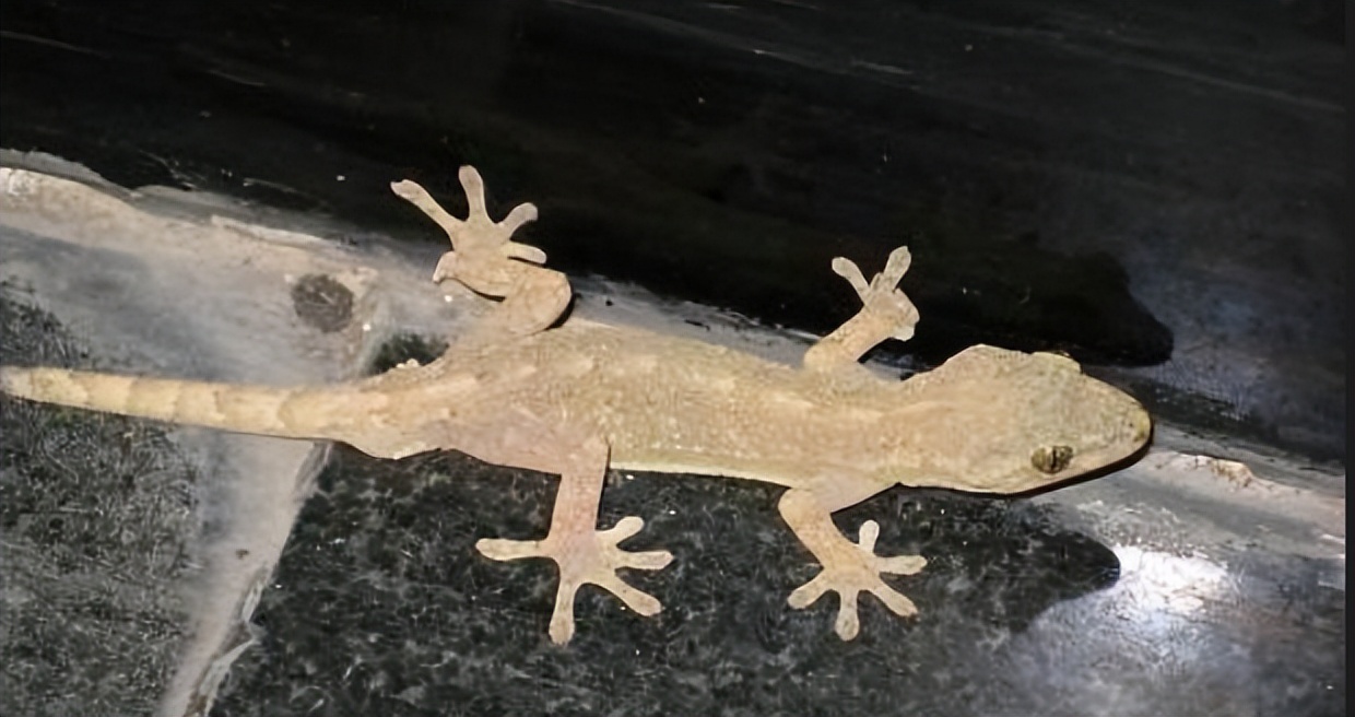 壁虎的危险性有多大,壁虎得名的原因