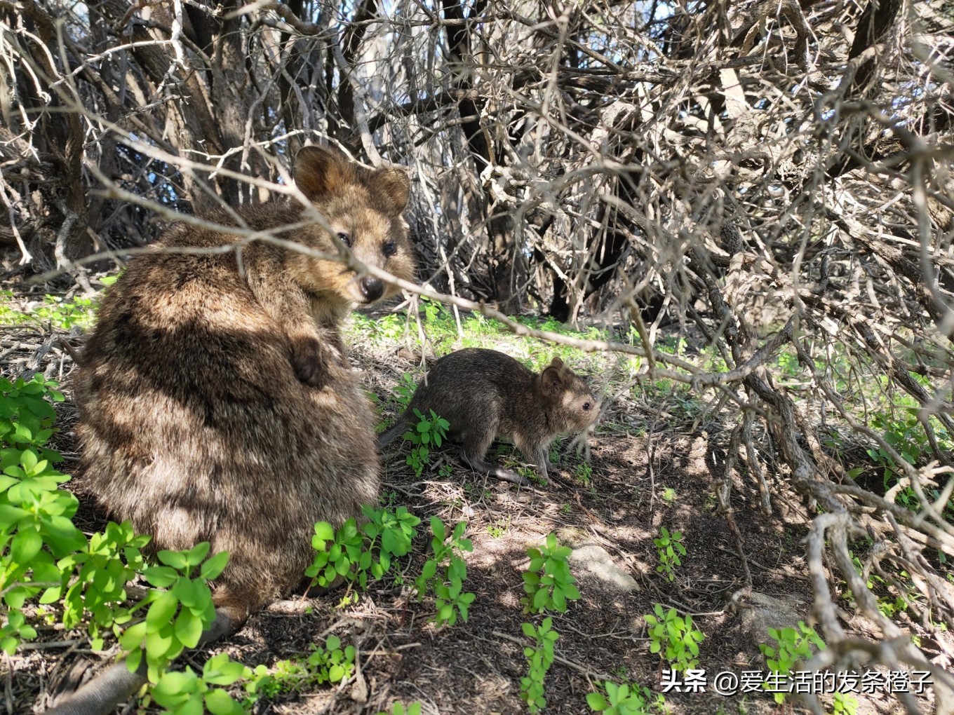 一路向北全程1980公里,西澳自驾游最佳路线图