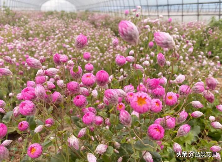 永生花的最大特点是鲜活清新靓丽,哪些永生花四季开花