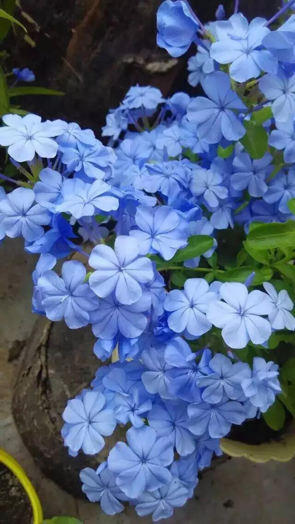 生长在衣服上的雪花,生长在热带草原的植物