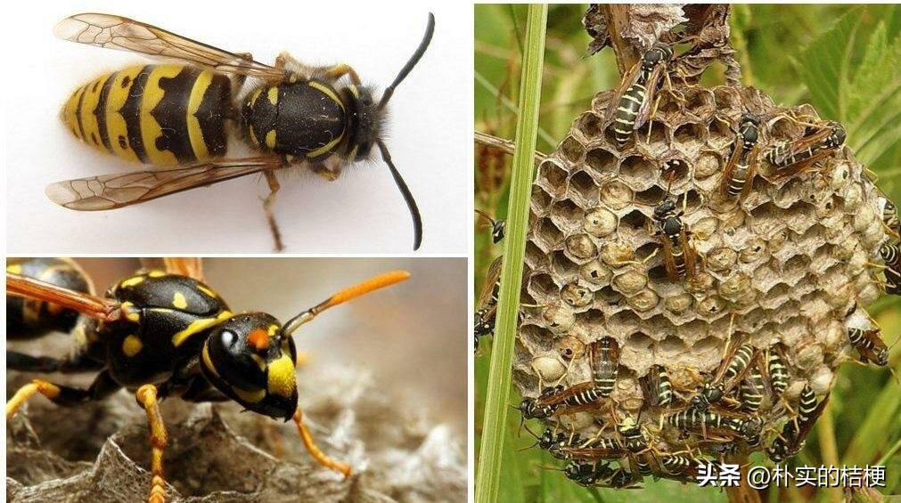 世界上最危害的昆虫,世界上有什么有毒的昆虫