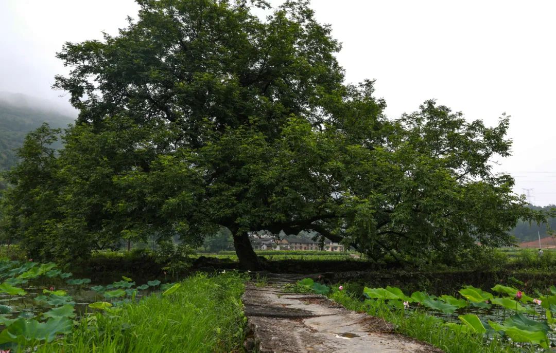 跟着chatgpt学习,跟着chatGPT学知识