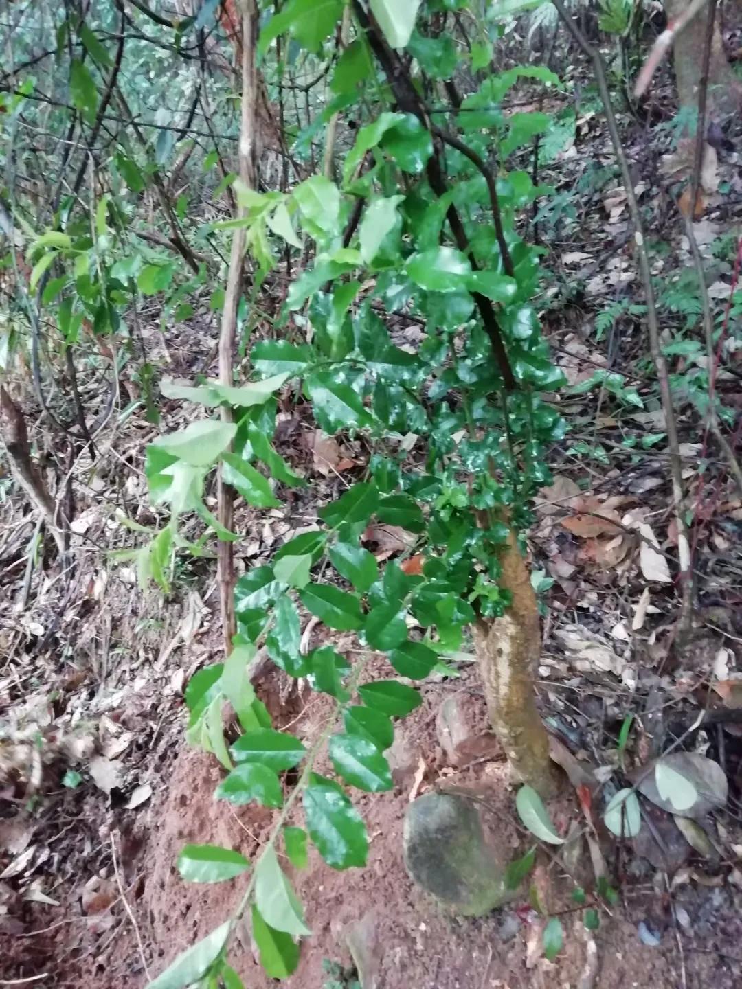 植物多样性的认识,怎么快速认识植物