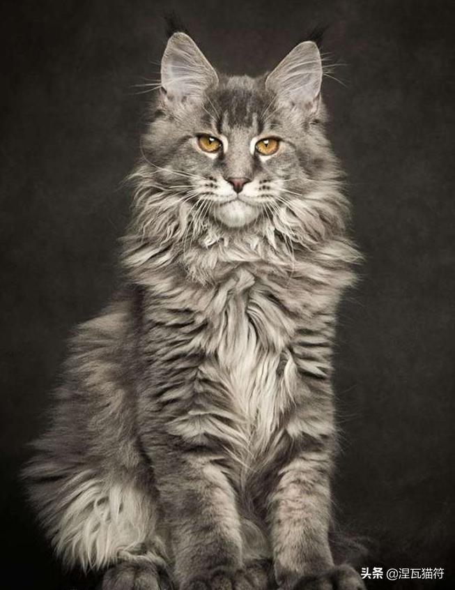 缅因库恩猫银虎斑,缅因猫浅银虎斑