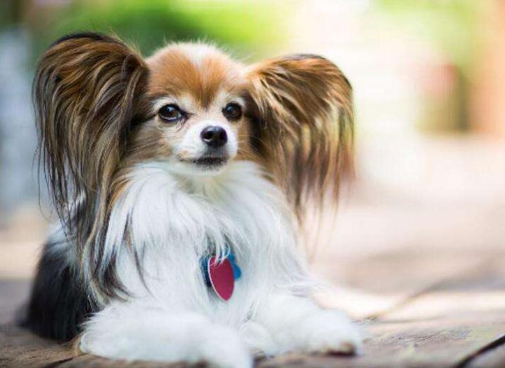 蝴蝶犬的寿命一般多长时间,蝴蝶犬寿命一般能活多少年