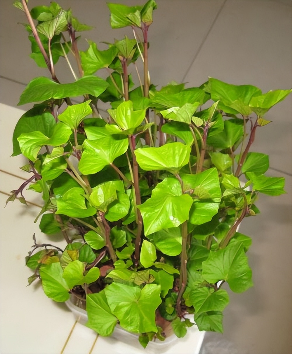 阳台种菜的方法和步骤,阳台种菜的技巧与方法