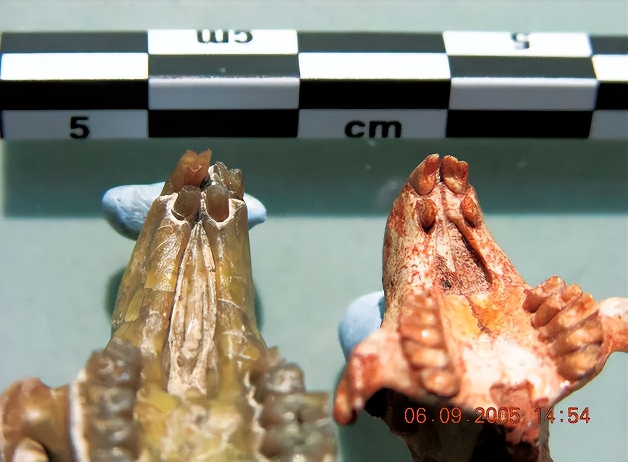 那年那兔那些年的故事,那年那兔那些事儿百年风云