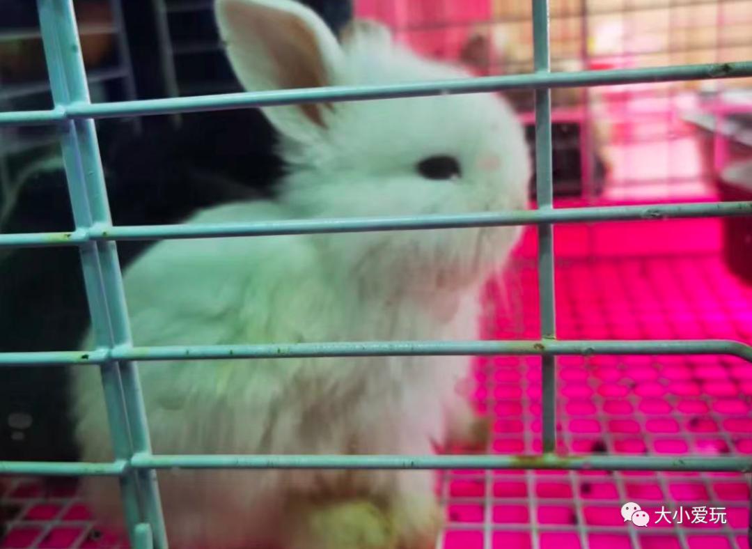 北京最美的花鸟市场,北京值得逛的花鸟市场