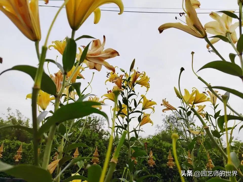 椋熺敤鑺卞崏鐑归オ鎸囧崡,椋熺敤鑺卞崏鍚嶅崟澶у叏