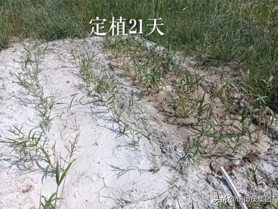 德宇生物多倍体芦竹长在“白花花”碱渣山上的“绿色银行”