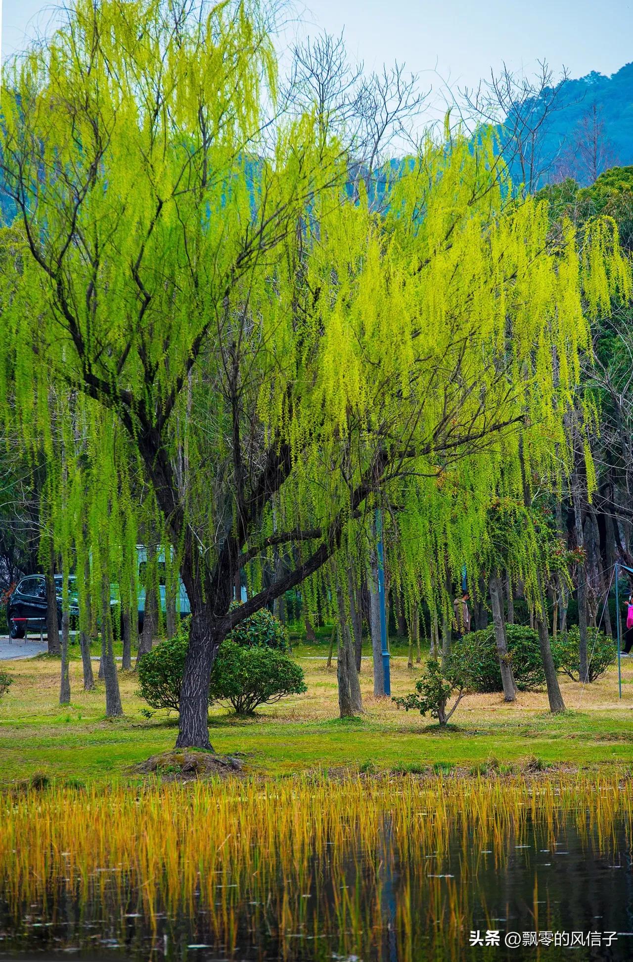 有关柳的诗句唐诗宋词,唐代诗人写的咏柳