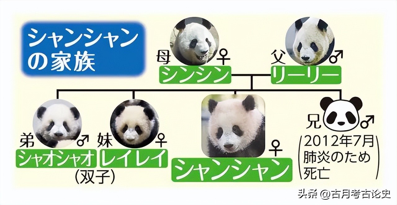 旅日大熊猫回国日本人反应,四只旅日大熊猫陆续归国
