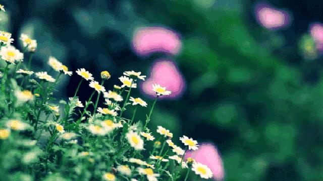 生命需要淡然岁月也需要从容,心境淡然从容