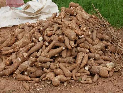 非洲人不种水稻，反而要大量种植能毒死人的木薯呢？抵不住产量高