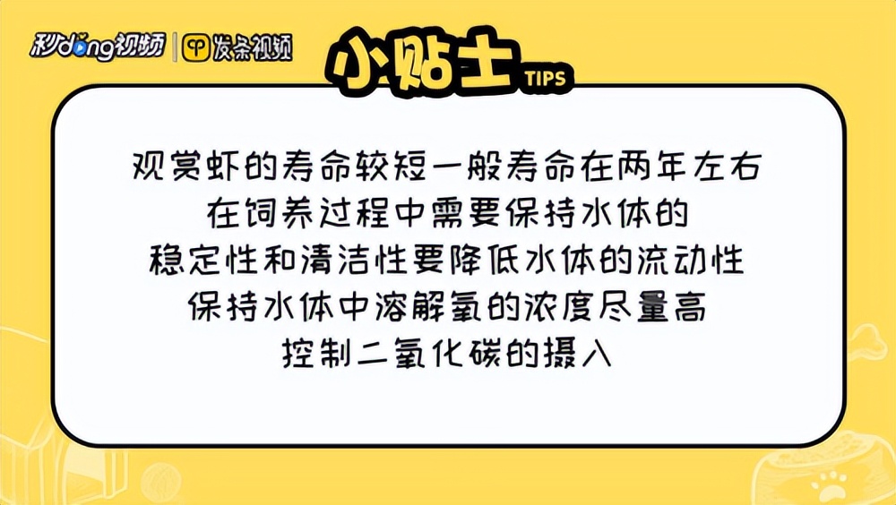 养宠物虾的基本知识和技巧,网球虾饲养注意事项