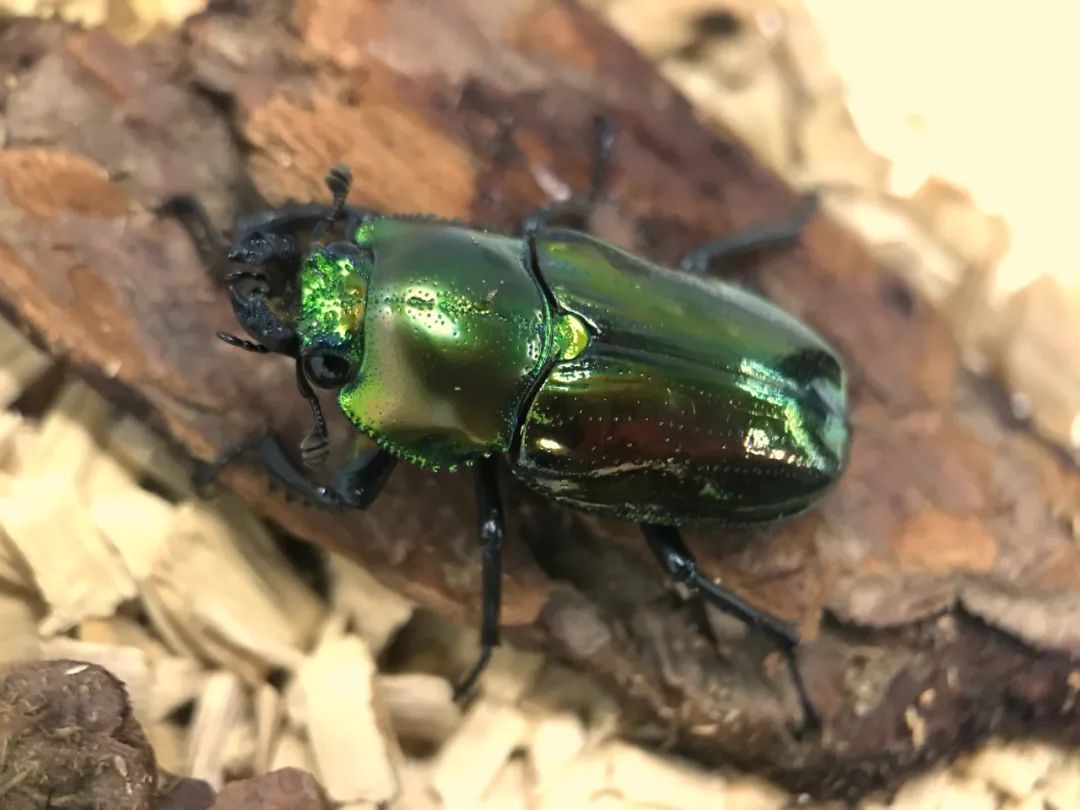 适合孩子室内养的小宠物,室内适合养的中小型宠物