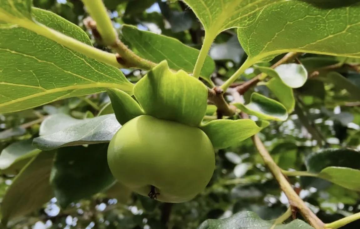 柿子生长期如何防落果,柿子九月份的病虫害管理