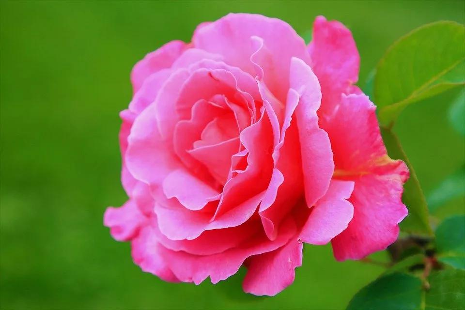 520适合发朋友圈的配图爱情,入目无别人四下皆是你英语