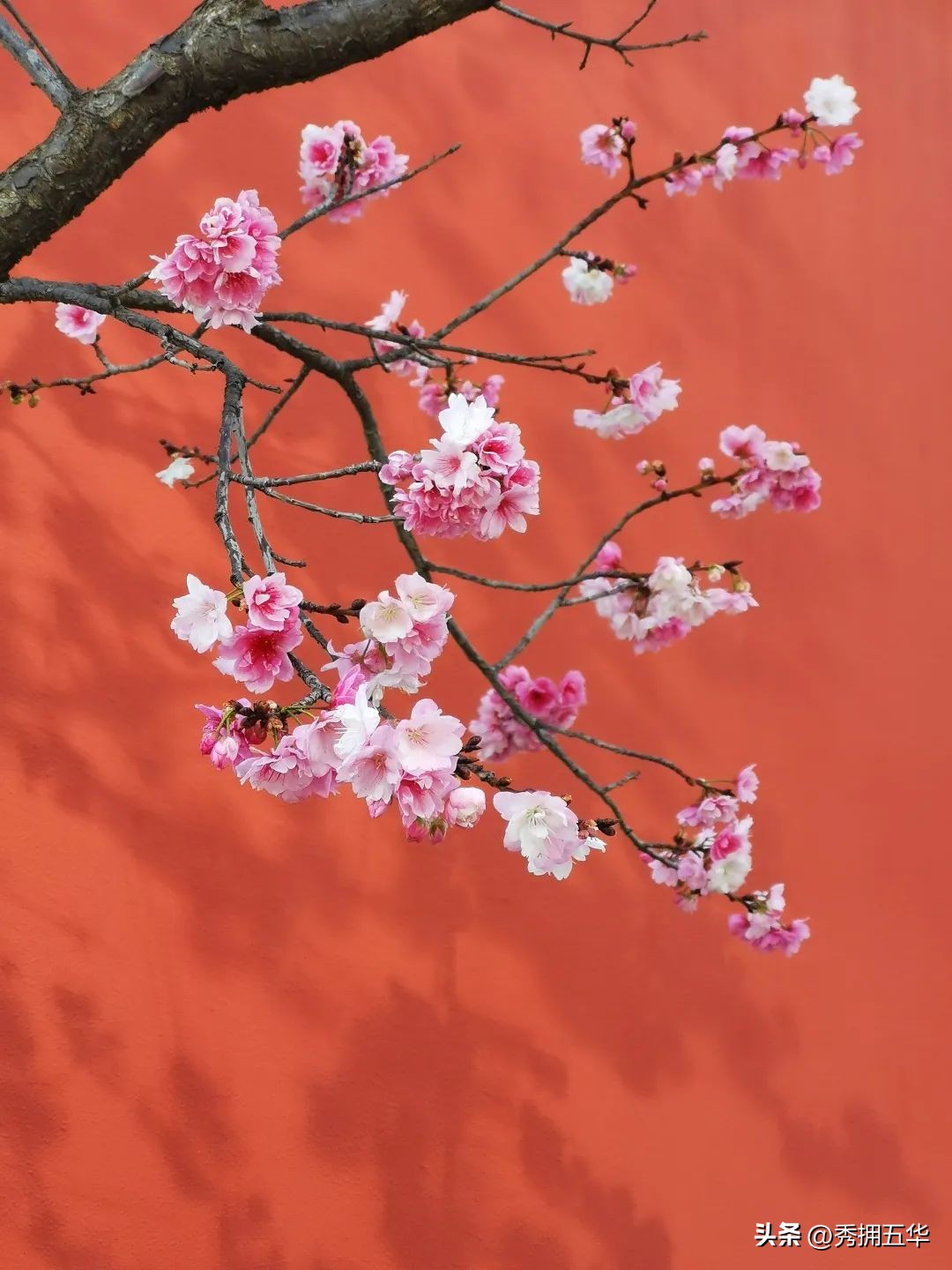 把春天装进校园里作文,把春天装进眼里