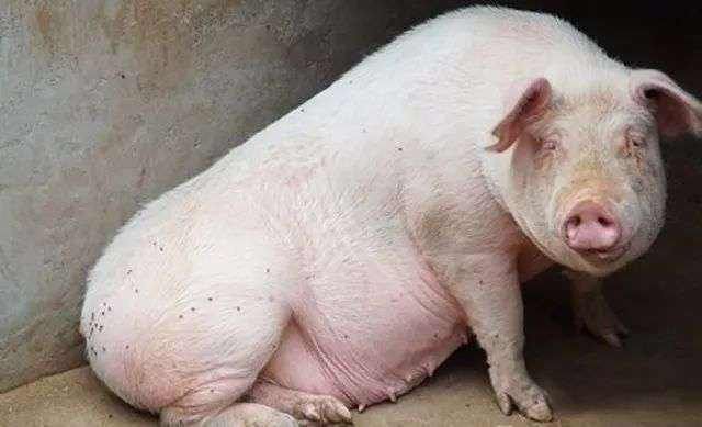 母猪喘的厉害身上有点红,母猪喘