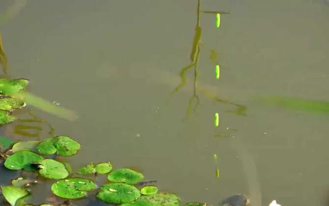 老鼠尾七星漂钓鱼视频,七星漂钓鱼的正确方法是什么