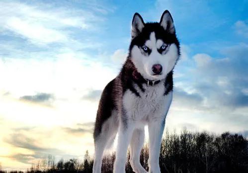 100多种名犬图片大全大图高清,100多种名犬图片大全大图