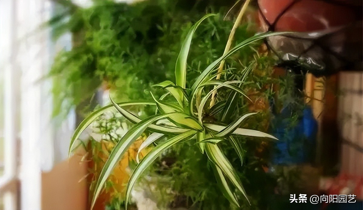 养花杀手图,养花植物杀手