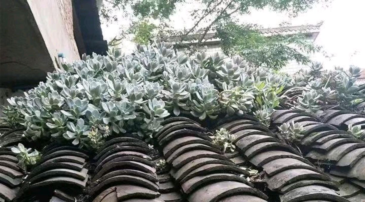 以前屋顶的多肉,多肉屋顶种植全过程