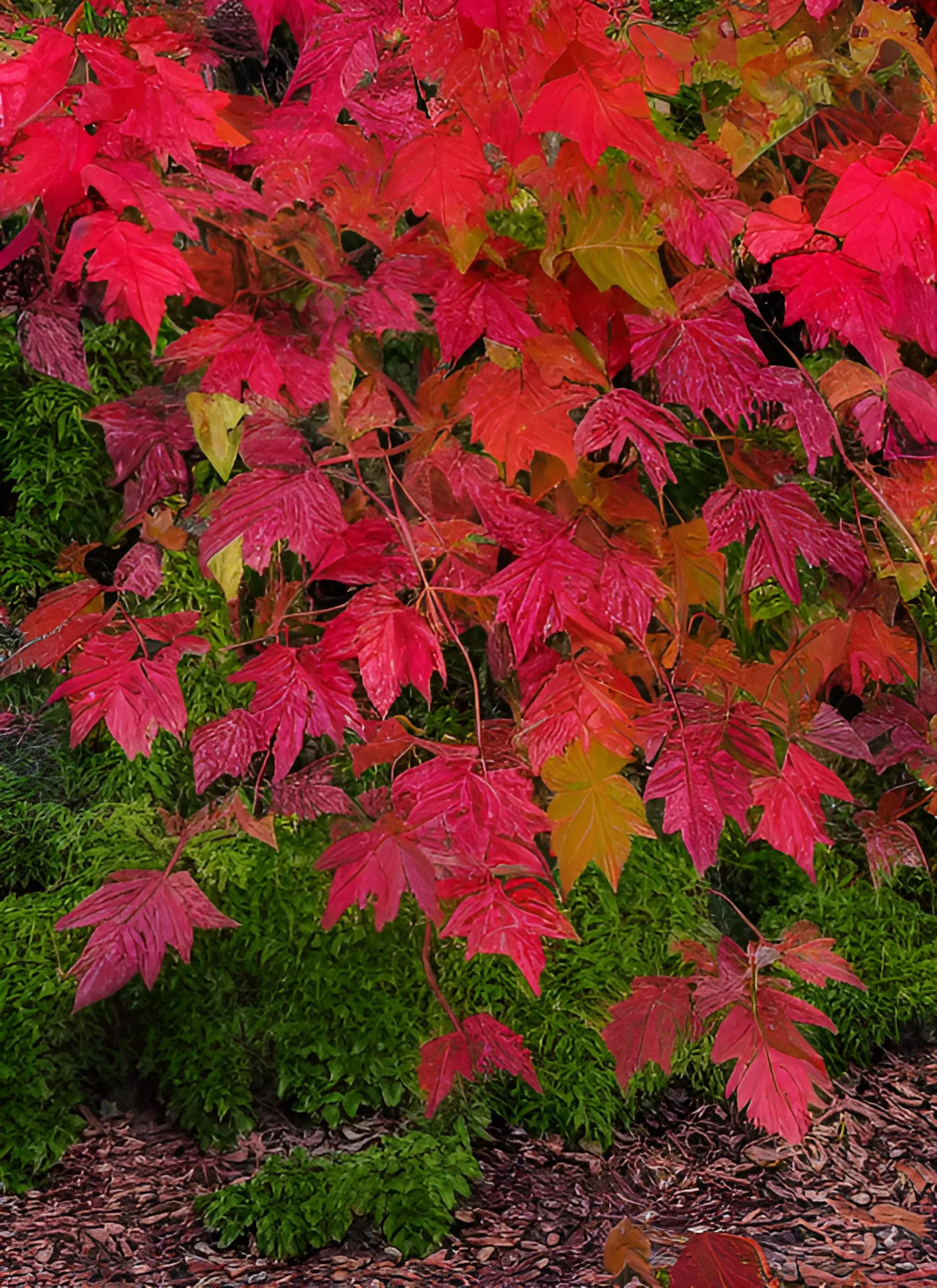 3叶爬山虎秋天叶子变红吗,爬山虎的叶子是先变红还是先变黄