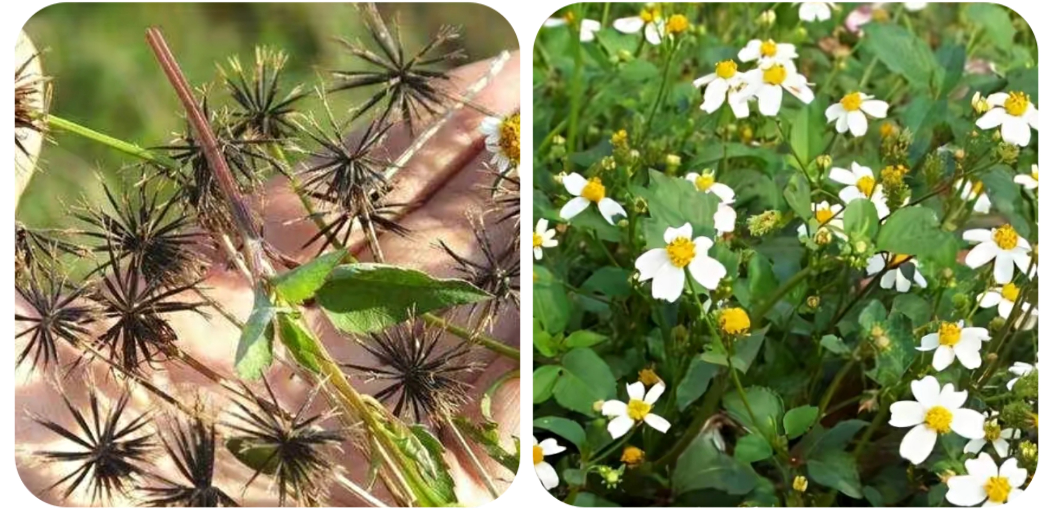 清明期间开的野花有哪些,清明节野花