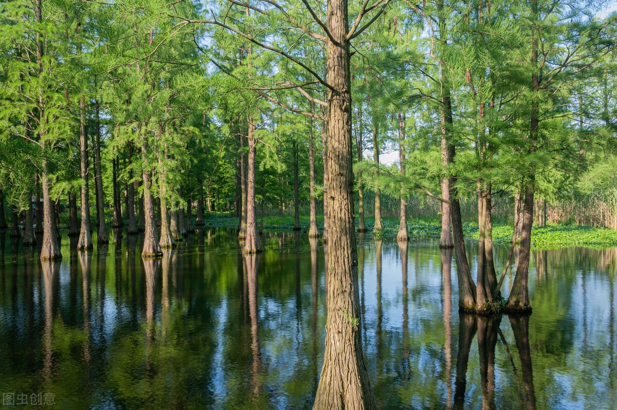 上海市区森林秘境,上海这些景区值得一去