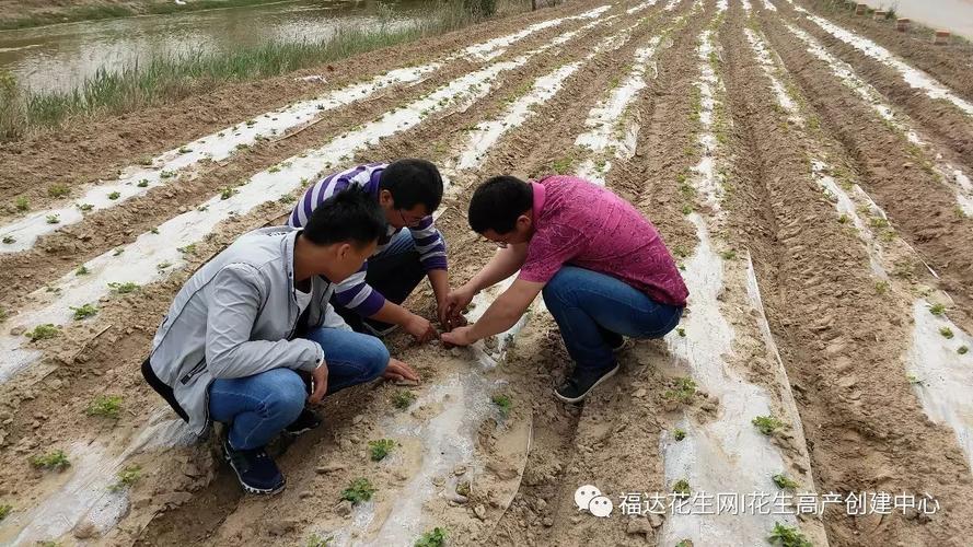 东北花生种植技术与管理方法,花育10号花生种植与管理