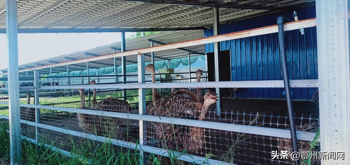 深耕农村沃土激扬梦想,深耕为民沃土赋能乡村振兴