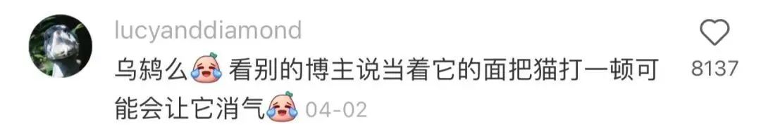 我家猫骂了一只鸟，被它追着喷了五天屎！网友：赶紧搬家吧...