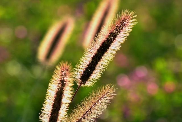 虎字植物,带虎字的花有哪些