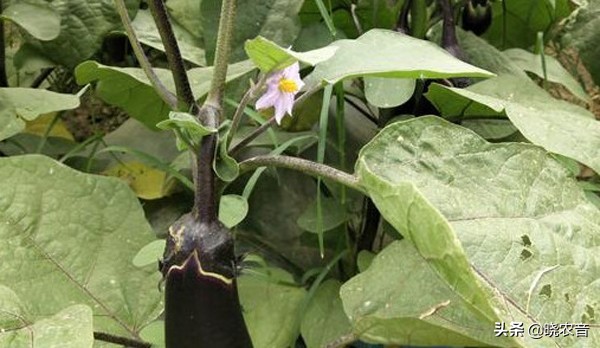 什么茄子的品种最好,茄子品种怎么选比较嫩