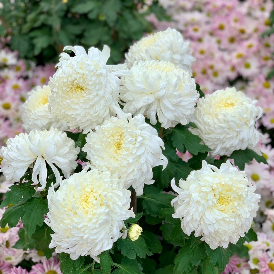 东湖公园赏菊花,深圳市东湖公园一年一季的菊花展