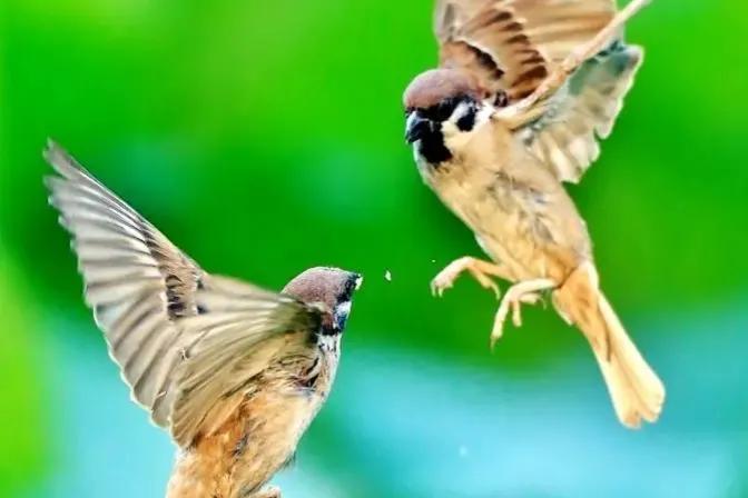 家乡的老槐树是我的乡愁,老槐树的思念