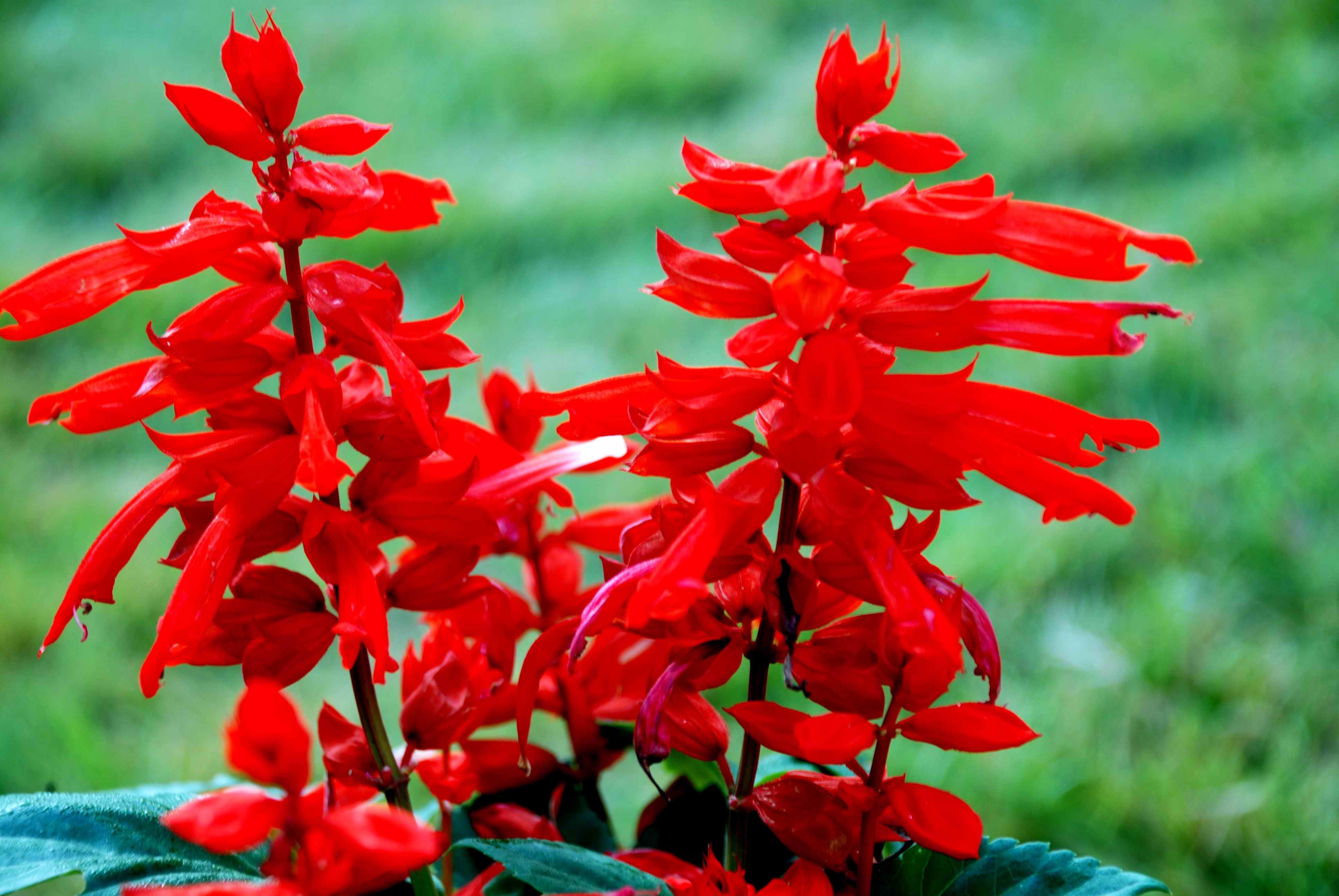 吸收甲醛的室内植物好养的有哪些,吸收甲醛最佳的十种植物排行榜