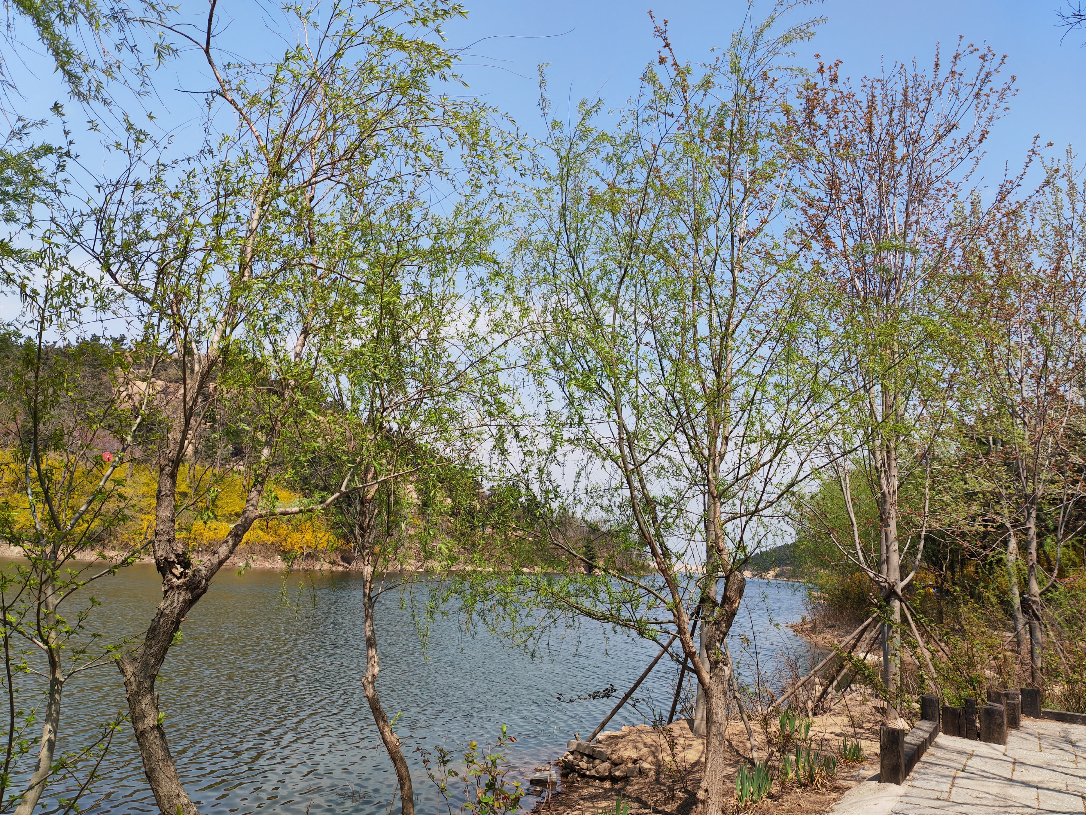 古今有名的十五首咏柳诗词,描写春柳的古诗有哪些